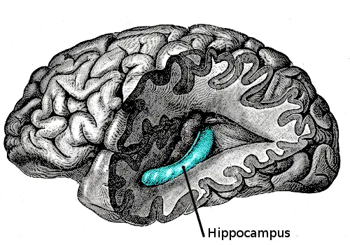 Zinc for ADHD Hippocampus Learning and Memories