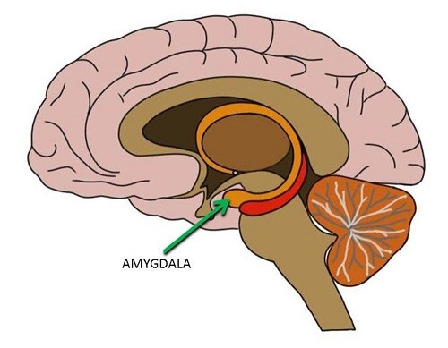 Breaking Out of Homeostasis Review Amygdala