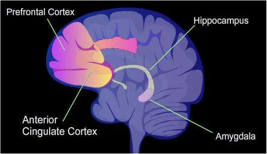 Breaking Out of Homeostasis Review Prefrontal Cortex